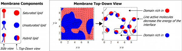 membrane